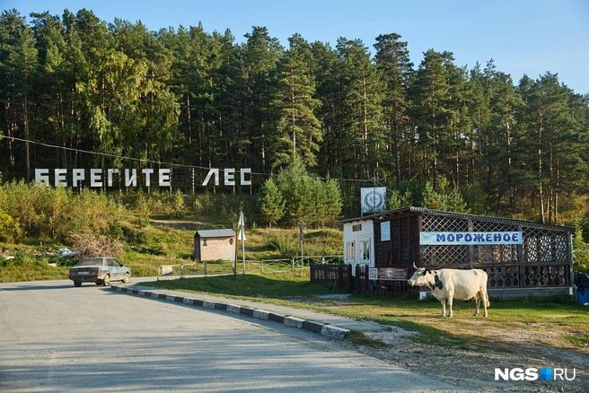 Нижнекаменке повезло: во-первых, с красивой природой, а во-вторых, с близостью к райцентру и относительной близостью к Новосибирску. В результате это довольно-таки старое (примерный год основания&nbsp;— 1705-й) село вовсю зарабатывает на туристах | Источник: Александр Ощепков / NGS.ru