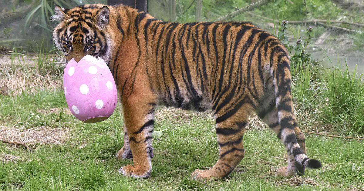 Обитатели Лондонского зоопарка получили пасхальные яйца | Вокруг Света