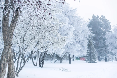 Морозы до -34°C в Новосибирской области на выходных