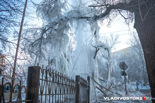 Источник: Елена Буйвол / VLADIVOSTOK1.RU