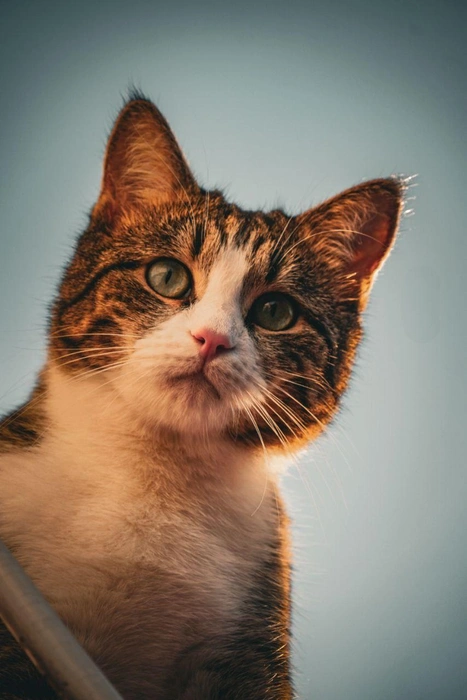 Котики и вечернее солнце — как это красиво! | Источник: Дмитрий Доценков