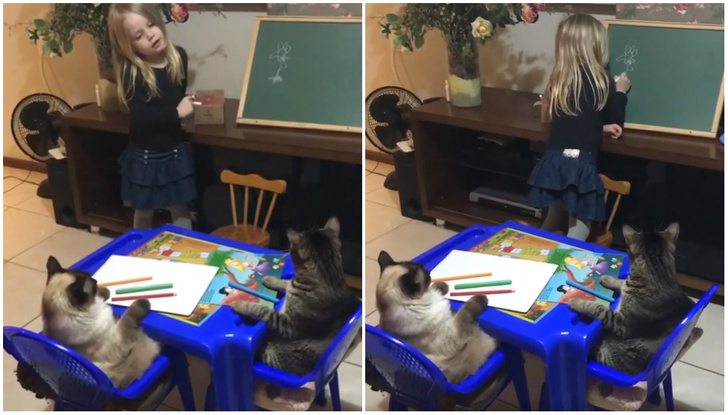 Видео с девочкой, которая учит своих котов рисовать цветок, набрало 1,5 тысячи комментариев