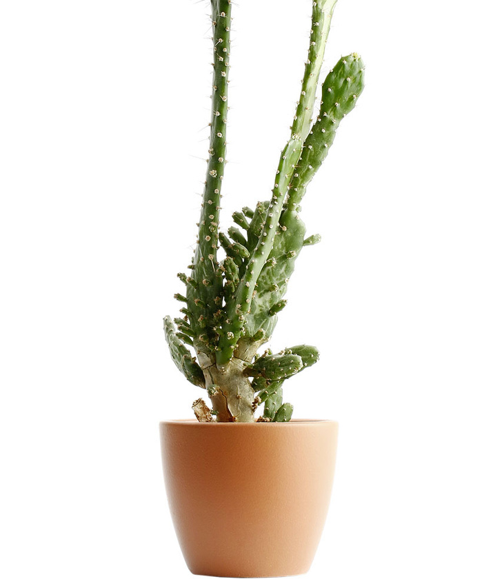 iStock