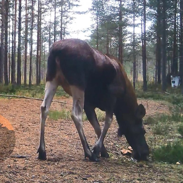 Источник: Каждой твари по паре / Telegram