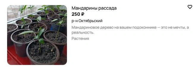 Источник: Avito.ru