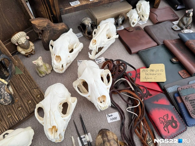 Череп рыси за 7 тысяч рублей | Источник: Полина Шевчукова / NGS22.RU
