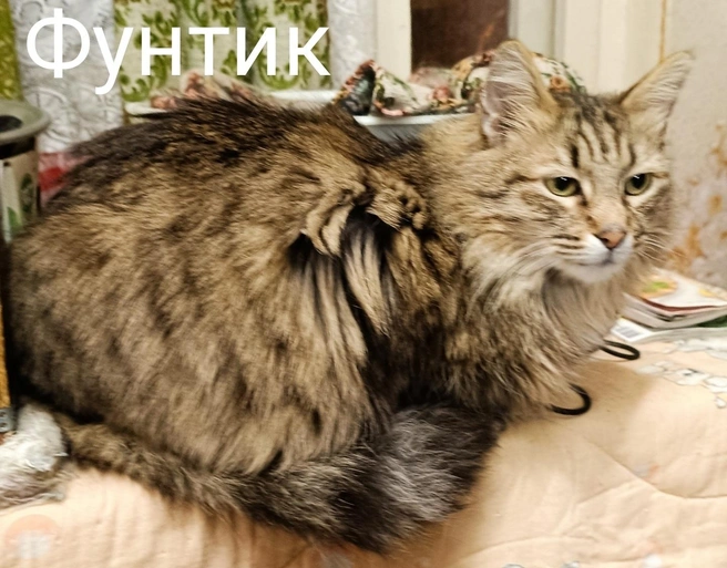 Источник: «Помощь бездомным животным г. Полярные Зори!» / Vk.com