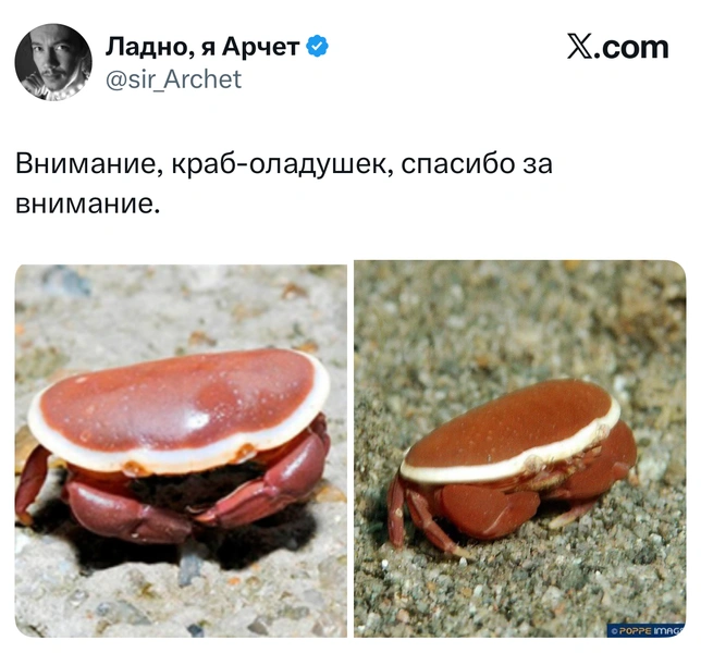 Источник: X (Twitter)