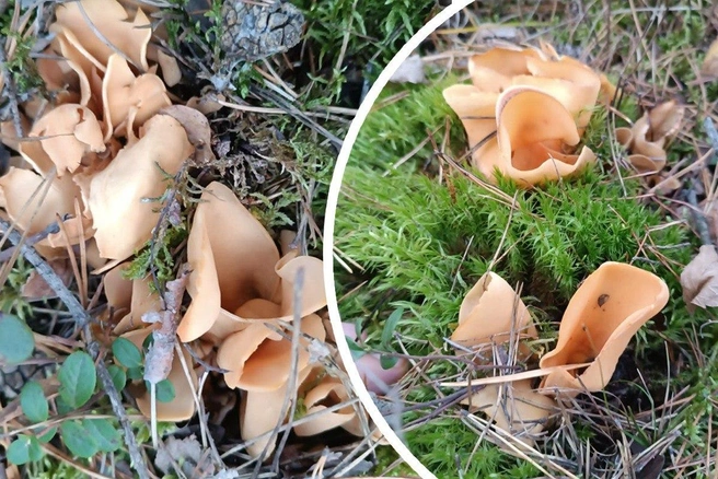 Местные грибники обнаружили в лесу редкий гриб | Источник: «Грибы и грибники Алтая» / «ВКонтакте»