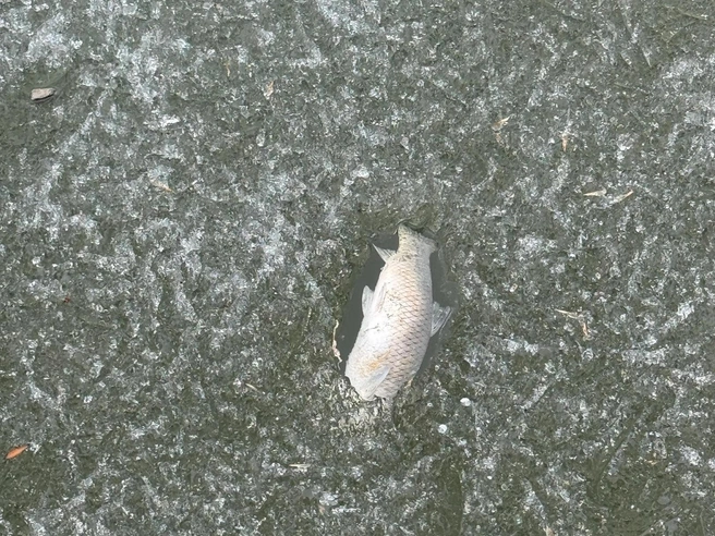 Представители застройщика говорят, что не будут убирать погибшую рыбу | Источник: Группа «ЧС Тюмень» / ВКонтакте