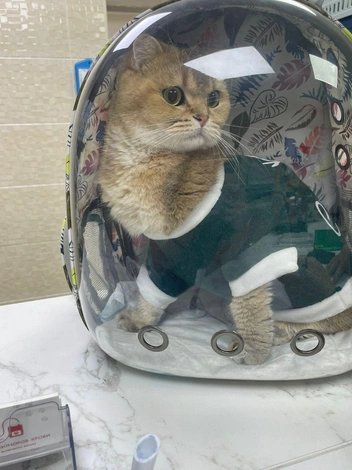 Самая большая трудность в том, что животные не могут рассказать, что у них болит | Источник: сеть ветеринарных клиник «Дарвин» 