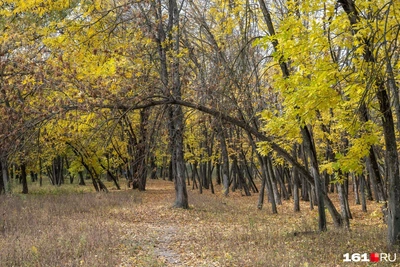 Ростов: застройка у рощи вместо обещанного парка
