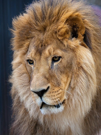 Парк флоры и фауны «Роев ручей» | Источник: 28 августа 2020 умер Генрих, ему было 19 лет. В дикой природе львы живут всего 10&nbsp;— 14 лет.