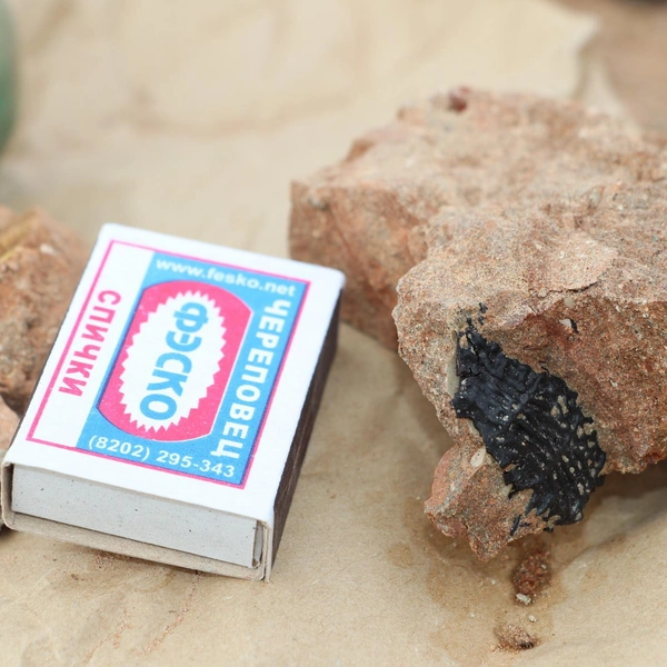 Щиток хрониозуха | Источник: Юлия Сучкова (ей также принадлежит находка)