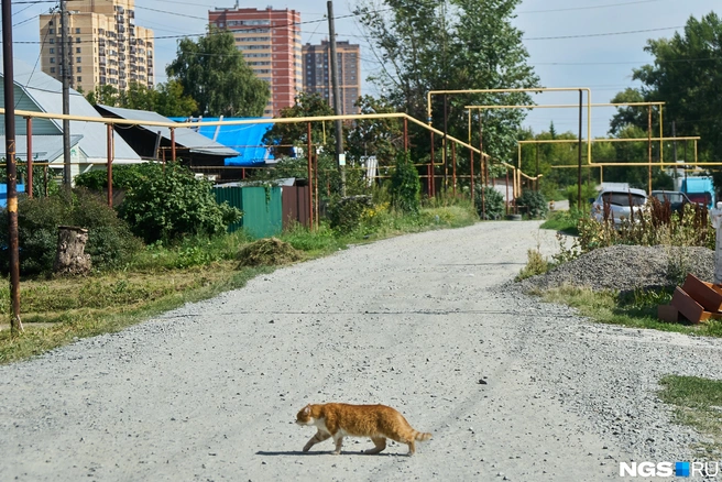 По дорогам спокойно гуляют упитанные коты, придавая частному сектору ощущение уюта | Источник: Александр Ощепков / NGS.RU