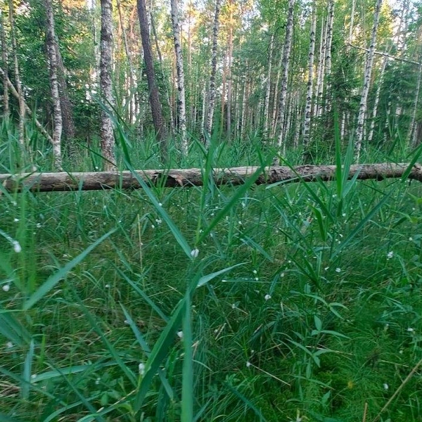 Источник: Каждой твари по паре