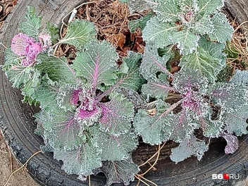 Источник: Читатели 56.RU