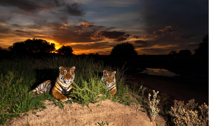 Тигры наслаждаются закатом в южноафриканском заповеднике