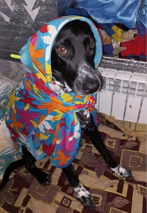 По словам читательницы, ее собака настоящая мерзлячка. Дома ей становится холодно уже при 18 градусах тепла | Источник: читательница НГС Наталья