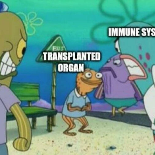 Трансплантированный органИммунная система | Источник: Соцсети