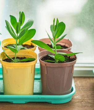 Начало сезона рассады: что посеять дома в январе и феврале