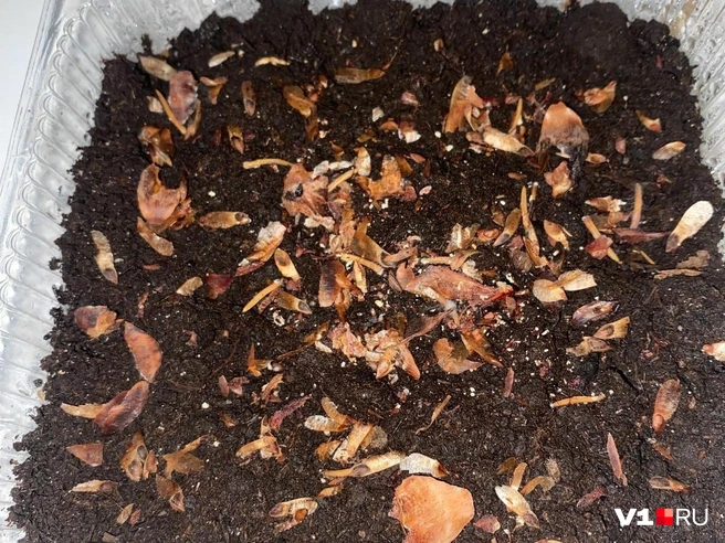 Биолог не просто советует выращивать елки, но и сам занимается разведением хвойных деревьев | Источник: Николай Онистратенко / V1.RU