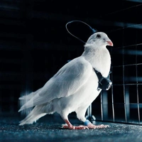 В России из живых голубей сделали биодроны, они смогут пролетать до 500 км каждый день