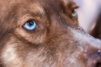 Malvina Adopted After Six Years in Krasnoyarsk Shelter