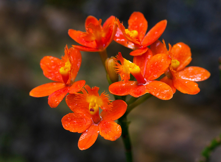 Чарующий обман: 4 трюка, c помощью которых орхидеи привлекают насекомых
