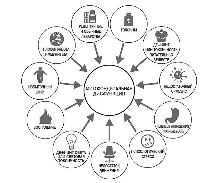 Зачем человеку нужны митохондрии и как понять, что они находятся в стрессе?