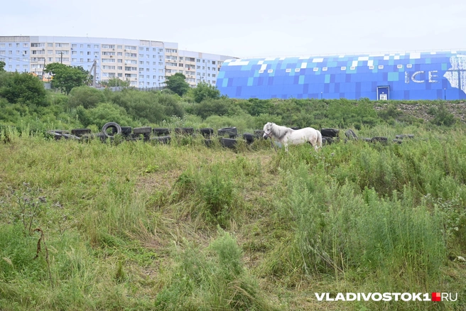 Источник: Елена Буйвол / VLADIVOSTOK1.RU