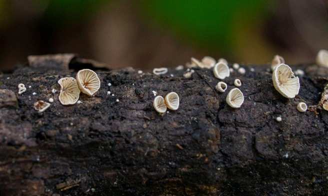 Источник: Татьяна Светашева / Сихотэ-Алинский заповедник 