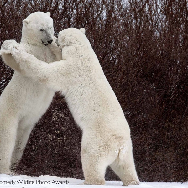 «Позвольте пригласить вас на этот вальс» | Источник: Luca Venturi / Comedy Wildlife Photography Awards 2018