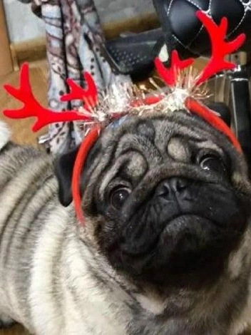 «В этом году я точно буду главным на елке»,&nbsp;— мечтательно вздыхает Мопс | Источник: читатель НГС