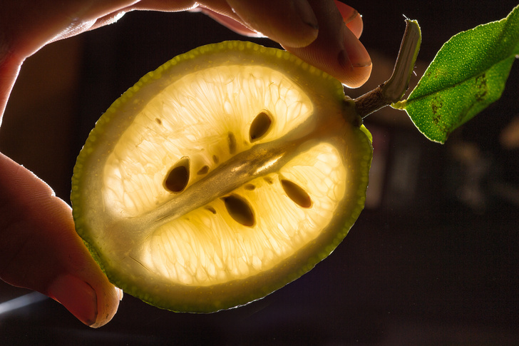 Как вырастить лимонное дерево в горшке: практические советы