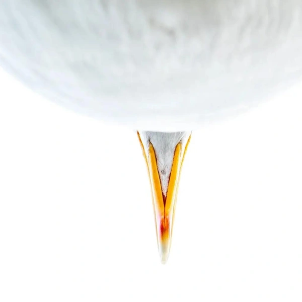 Финалист в номинации «Портрет» | Источник: Oscar Diez Martinez / Bird Photographer of the Year 2025