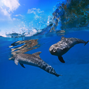 Тест: Поплавай с дельфинами, и мы скажем, влюбится ли в тебя кто-нибудь этим летом