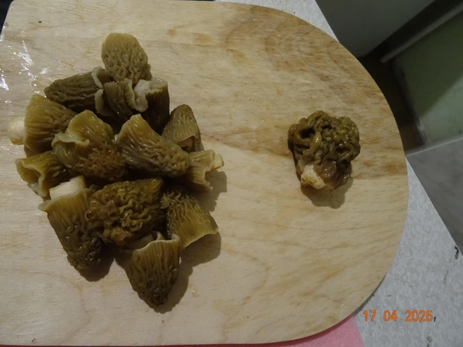 Слева — сморчки, справа — опасный строчок | Источник: Кирилл Дроздов 