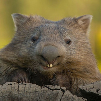 Аватарка Елизавета