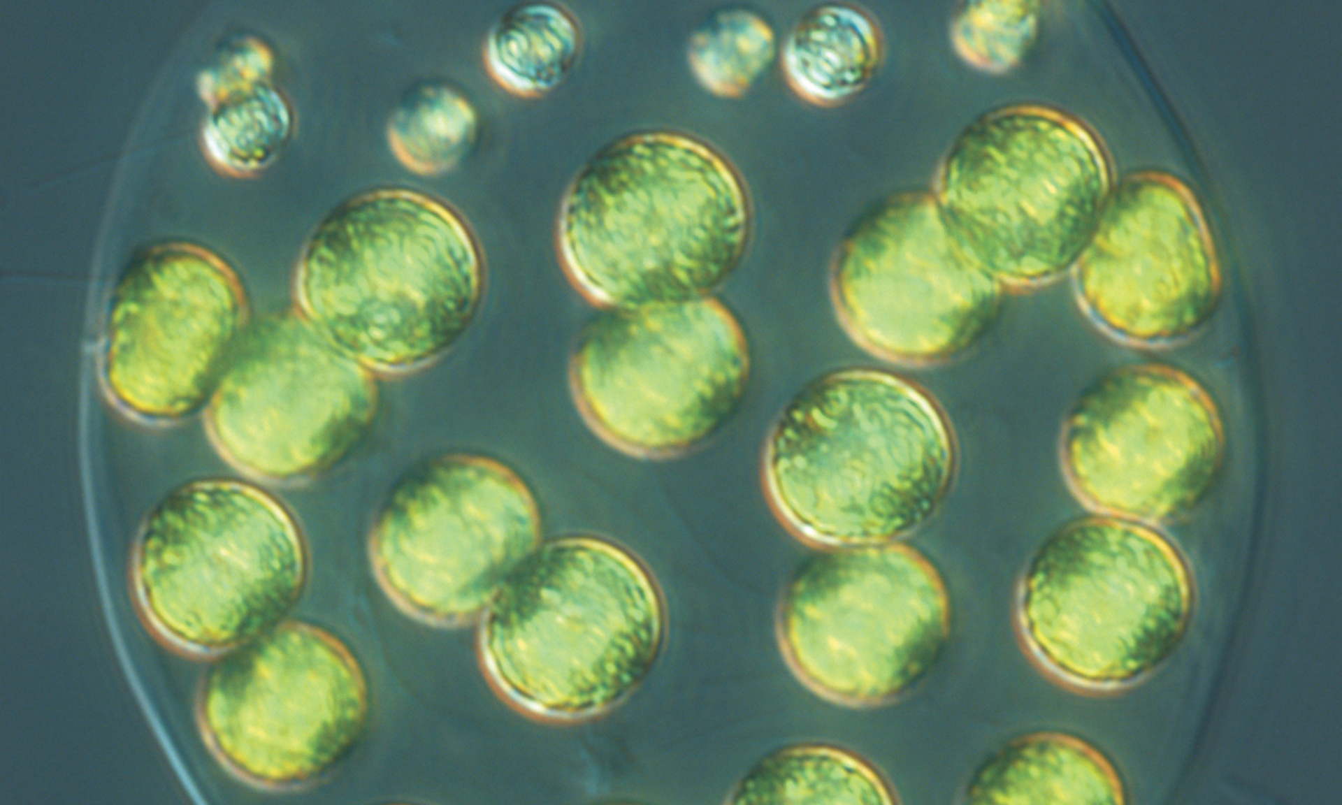 Ученые обнаружили трехполые водоросли