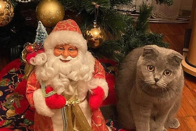 График работы ветстанций на новогодние праздники