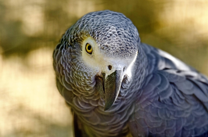 Ругаются матом и хохочут: как британский зоопарк отучает попугаев от сквернословия