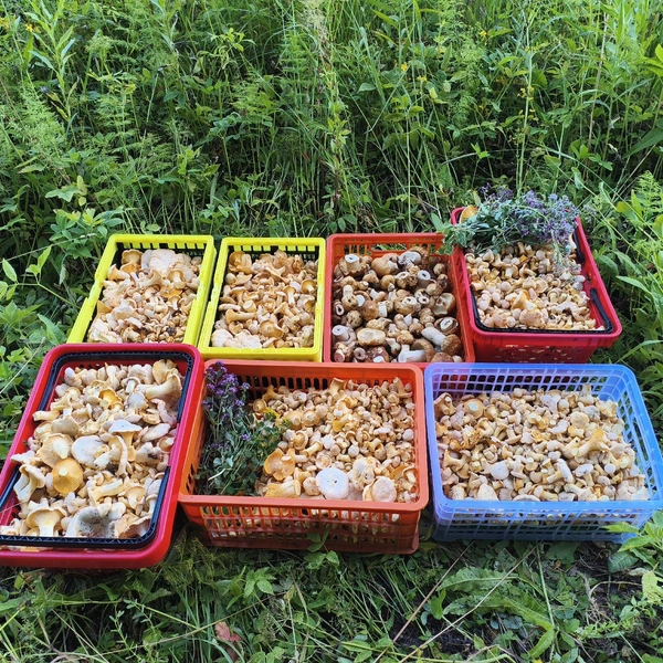 Источник: «Грибы и грибники Екатеринбурга и Свердловской области» / Vk.com