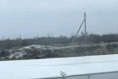 Volunteers Save Swan Trapped in Icy Waters Near Volgograd