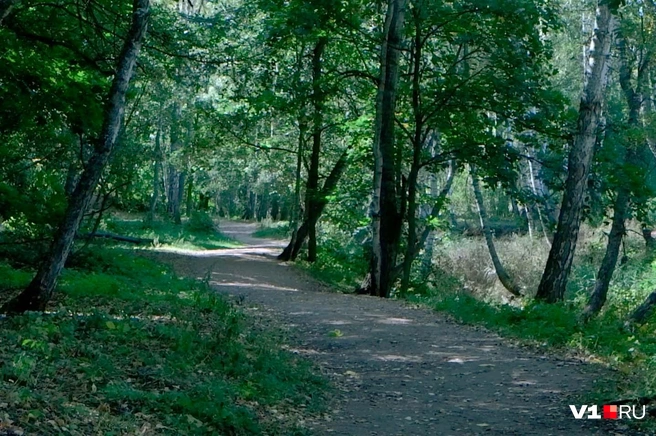 Благодаря большому количеству деревьев, жаркой прогулка не покажется даже летом | Источник: Илья Воробушкин / V1.RU