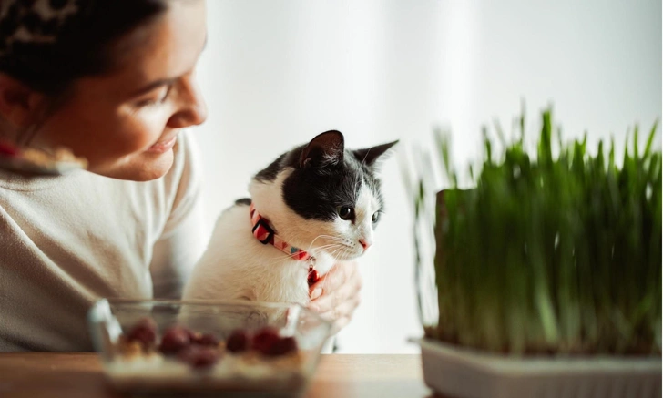 Что чувствует кошка, когда ее отдают другим хозяевам, — объяснение, которое заставит вас рыдать | Источник: iStock/miniseries