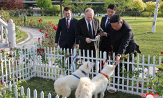 Что за собаки породы пхунсан, которых Ким Чен Ын подарил Владимиру Путину