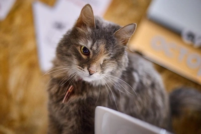 Гордая кошка Кариша ждёт понимающего хозяина в Самаре