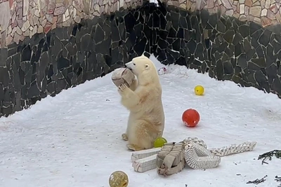 Белую медведицу Хаарчаану угостили рыбкой в Ленинградском зоопарке