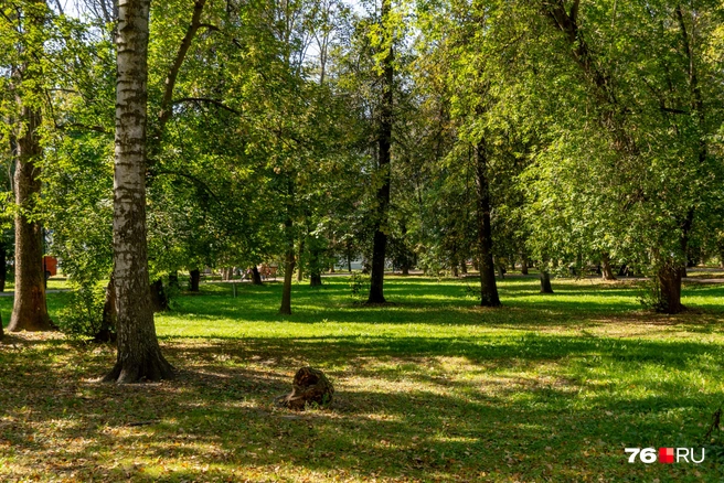 Есть место для пикников | Источник: Кирилл Поверинов / 76.RU